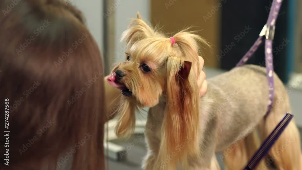Close-up doctor veterinary clinic cuts scissors Yorkshire Terrier. A professional veterinarian cuts a dog in the clinic, the doctor makes a Yorkshire Terrier a fashionable haircut. Slow motion. Close-up doctor veterinary clinic cuts scissors Yorkshire Terrier. A professional veterinarian cuts a dog in the clinic, the doctor makes a Yorkshire Terrier a fashionable haircut. Slow motion.