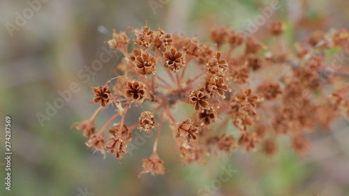 macro