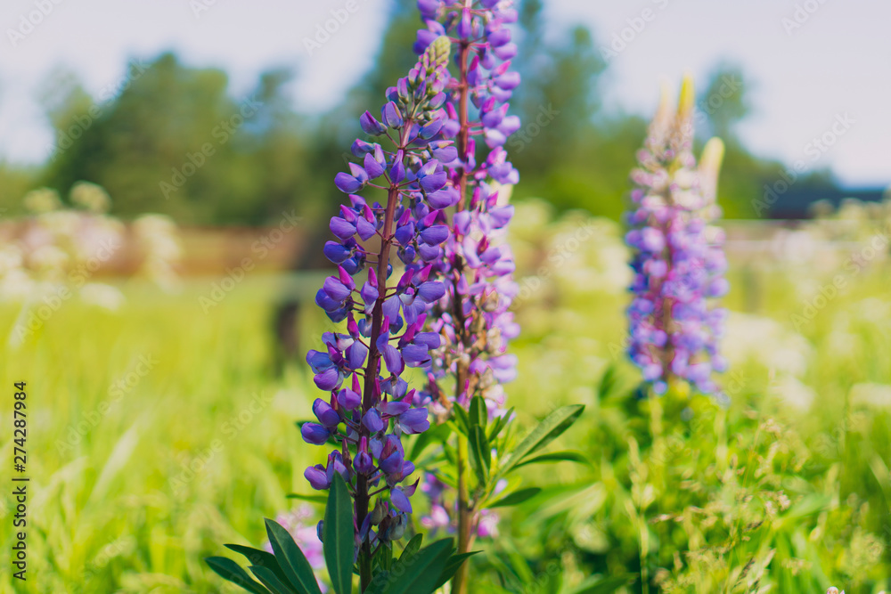 Obraz premium close up of lupines