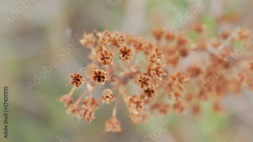 macro