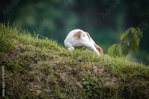 cute and curious brown and white brittany spaniel baby dog, puppy portrait isolated exploring © Barbara C