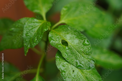 Wallpaper Mural green leaf eaten hole Torontodigital.ca