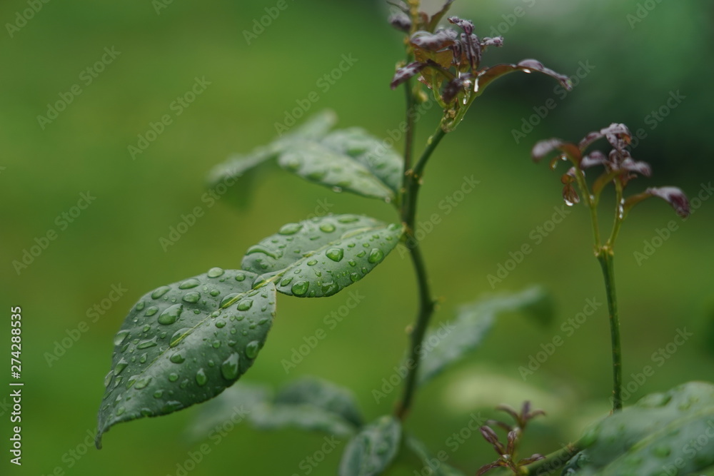 Fototapeta premium kaffir lime tree