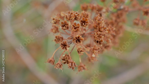 macro