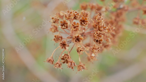 macro
