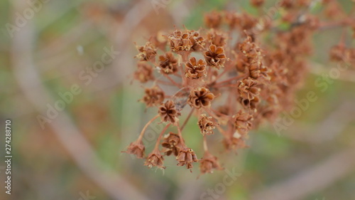 macro