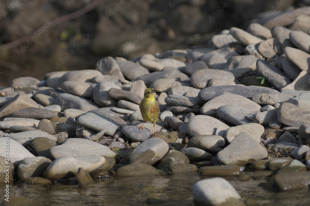 goldfinch green jumps on a stone near the river drinking water
