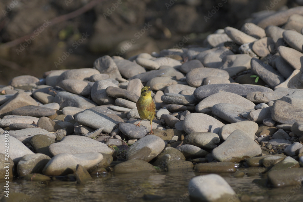 goldfinch green jumps on a stone near the river drinking water goldfinch green jumps on a stone near the river drinking water