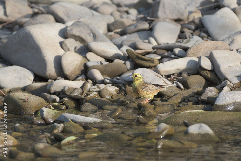 Obraz premium goldfinch green jumps on a stone near the river drinking water