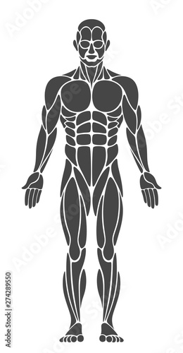 Muscle anatomy a white background
