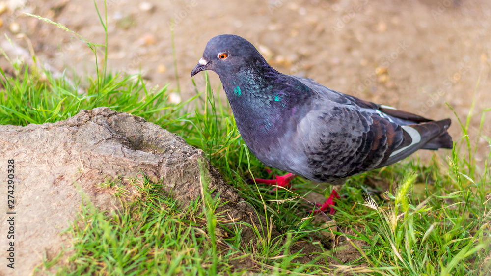 Pigeon Pigeon