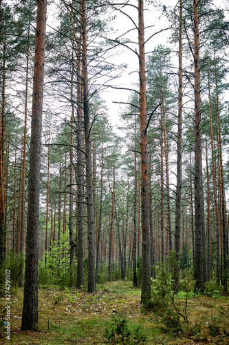 Fototapeta Naklejka Na Ścianę i Meble -  Forests in Lithuania