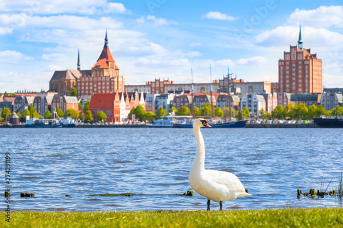 Sunny Day at Hanseatic City of Rostock / Swan on riverside at city of Rostock, Germany - view to nice old town with brick buildings and wharf, wide sky at springtime (copy space) photo