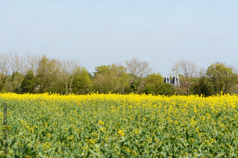 Kent oast houses stand beyond a field of rapeseed Kent oast houses stand beyond a field of rapeseed