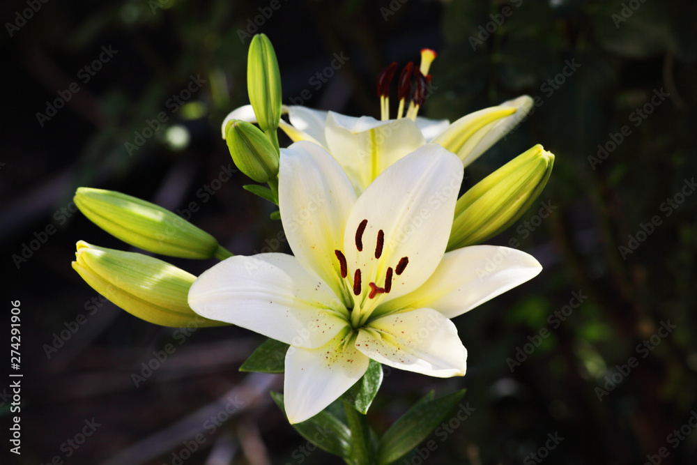 Obraz premium Lily flower macro backing texture