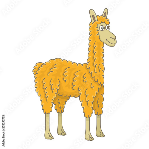 Llama. isolated on white background