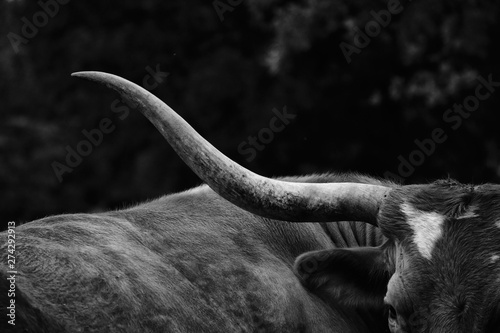 Texas Longhorn cow in black and white closeup detail of large horn. photo
