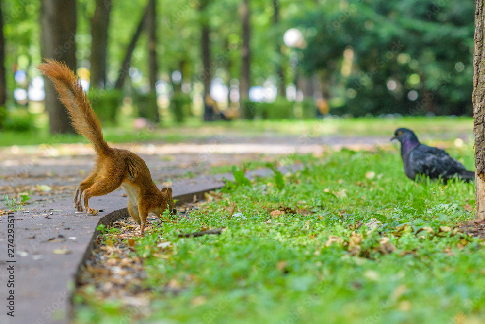Squirrel plays in the summer in the park.