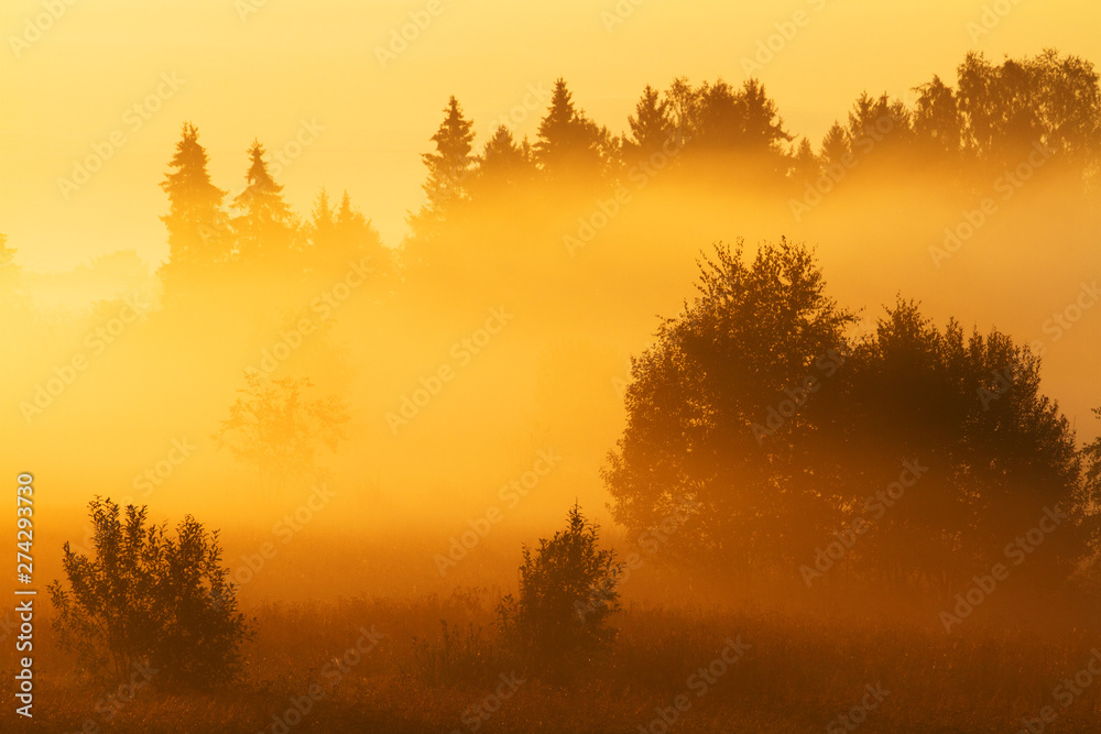 Fototapeta premium sunrise in forest