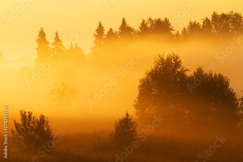 sunrise in forest © andryushin