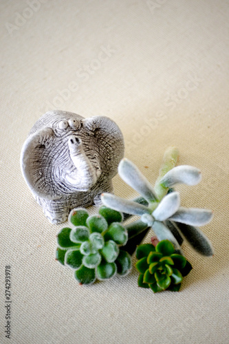 Fototapeta Naklejka Na Ścianę i Meble -  Succulents in pots