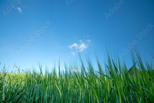 Close-up of a green wheat field in the summer