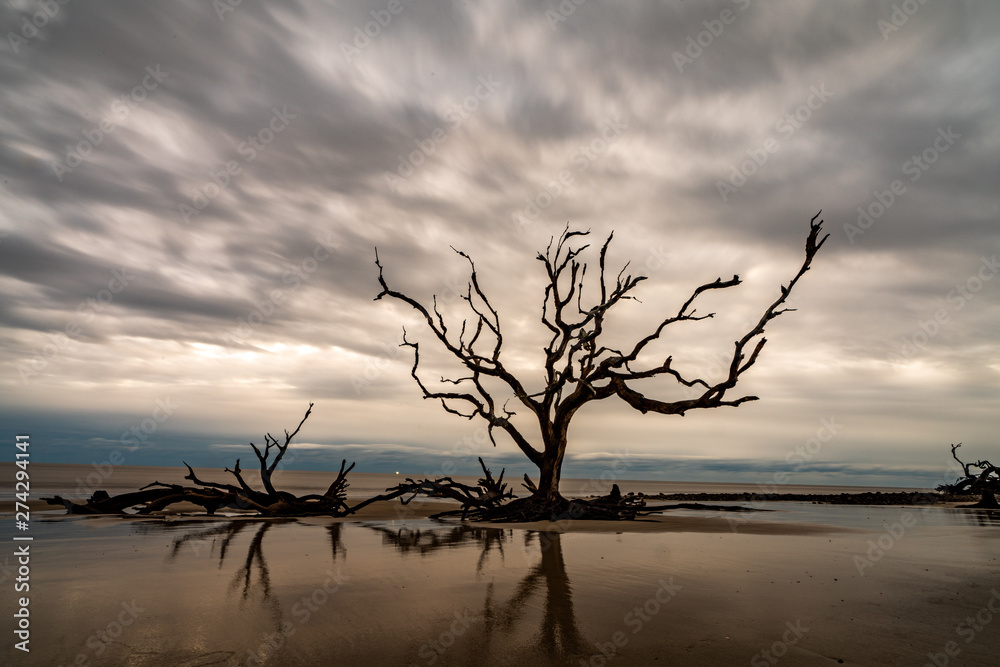 This is a color image of driftwood trees along the shore of Driftwood Beach in Jekyll Island, Georgia. This is a color image of driftwood trees along the shore of Driftwood Beach in Jekyll Island, Georgia.
