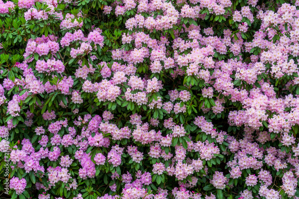 Fototapeta premium Background of rhododendron blossoms.