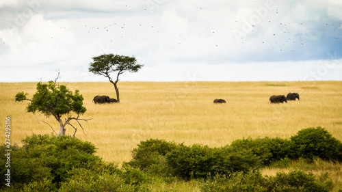 A elephant hord walking through the high grass in the Maasai Mara, Kenya. photo