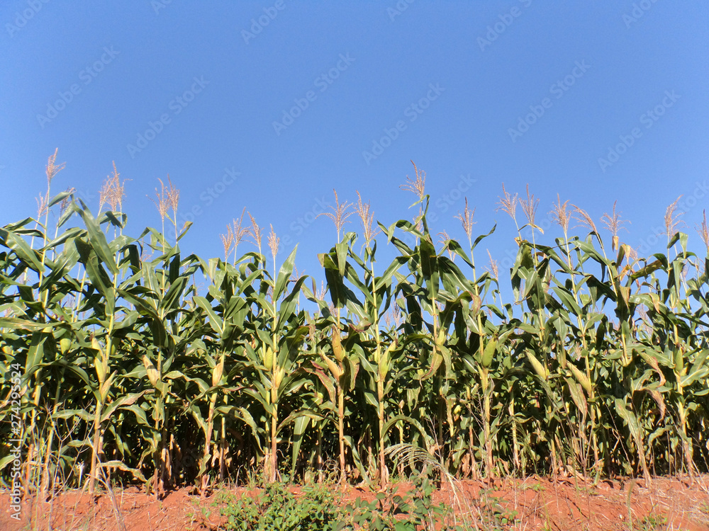 Plantação de milho florescendo com milho verde.