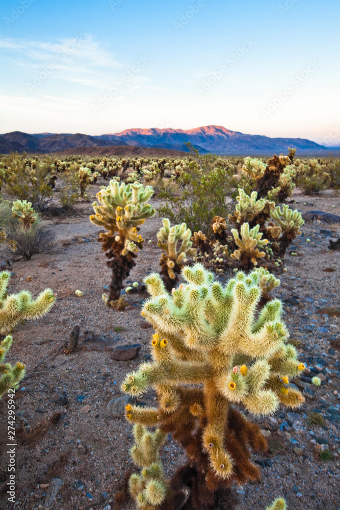 Teddy Bear Cactus or Jumping Cholla in the Pinto Basin in Joshua Tree National Park in southern California. Teddy Bear Cactus or Jumping Cholla in the Pinto Basin in Joshua Tree National Park in southern California.