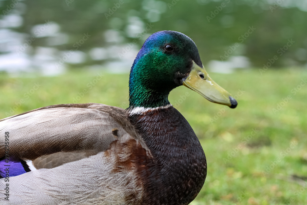 Obraz premium Mallard Duck