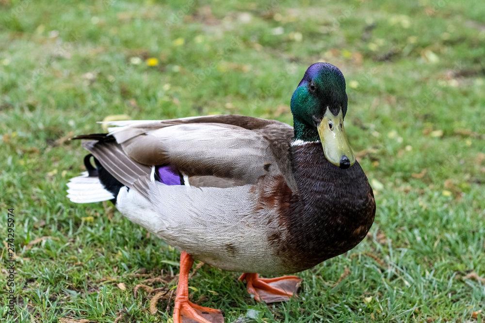 Mallard Duck Mallard Duck