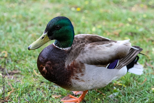 Mallard Duck