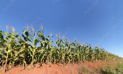 Fundo panoramico com plantação de milho florescendo e céu azul © Jorge F. Filho