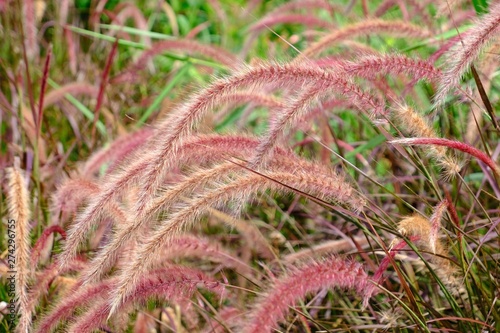 Plenty of purple Fountain Grass blows with the wind.
