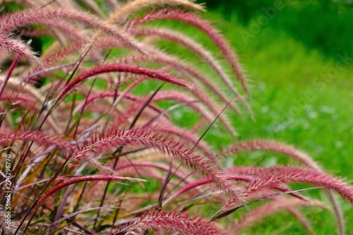 Plenty of purple Fountain Grass with green grasses as background.