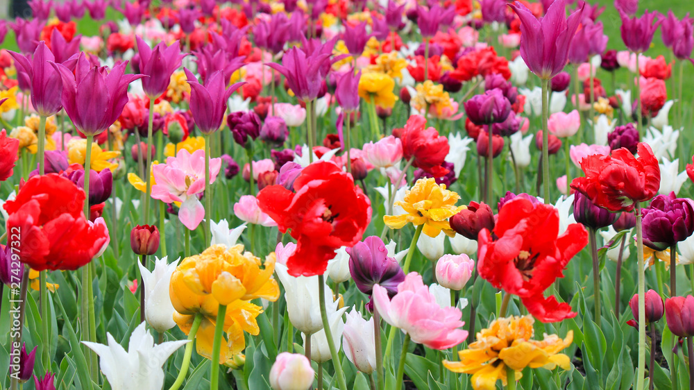 field of colorful tulips in the park