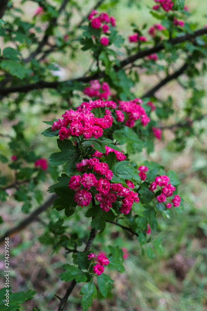 Branches of a decorative hawthorn in a garden with pink flowers. Branches of a decorative hawthorn in a garden with pink flowers.