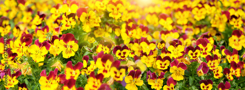 Flowering yellow-purple pansies abstract green background close up. Summer blossoming violas background. banner. copy space
