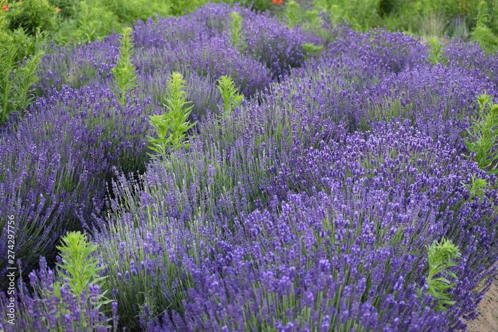 Obraz premium Lavender field
