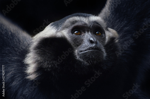 Wild monkey in the jungle © Weltportal