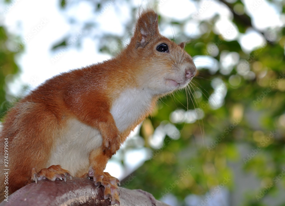 The red squirrel sits with his foot raised, looking into the distance. Against the sky and green leaves of trees in the summer. The red squirrel sits with his foot raised, looking into the distance. Against the sky and green leaves of trees in the summer.