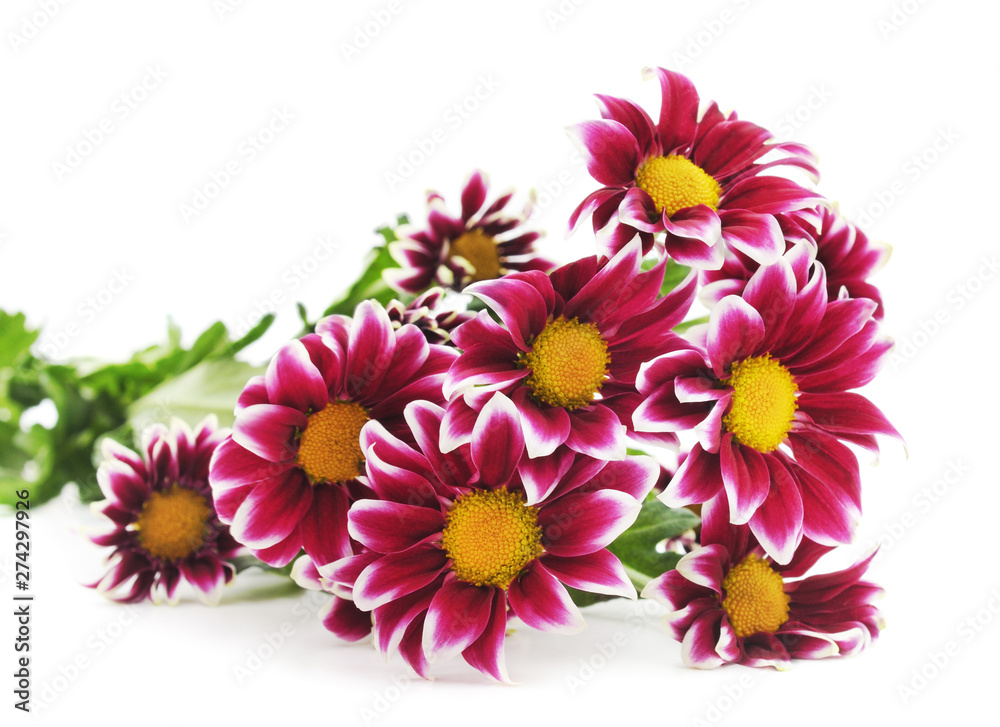 Beautiful pink chrysanthemums. Beautiful pink chrysanthemums.