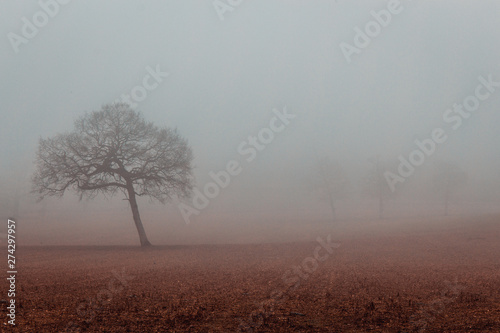 Oak tree on misty foggy winter morning