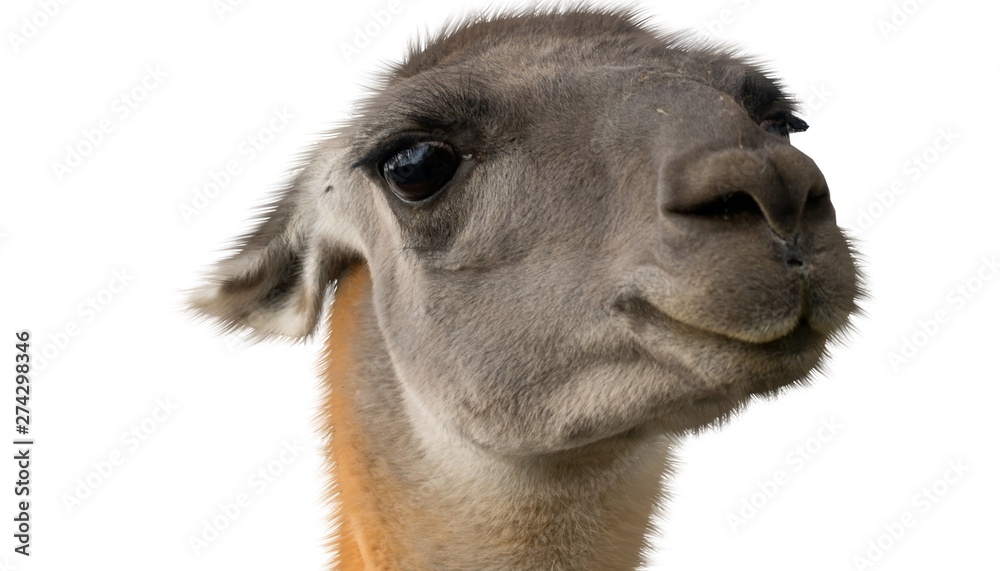 Obraz premium Beautiful lama portrait