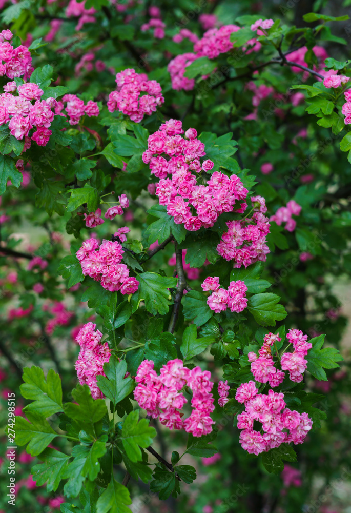 Branches of a decorative hawthorn in a garden with pink flowers. Branches of a decorative hawthorn in a garden with pink flowers.