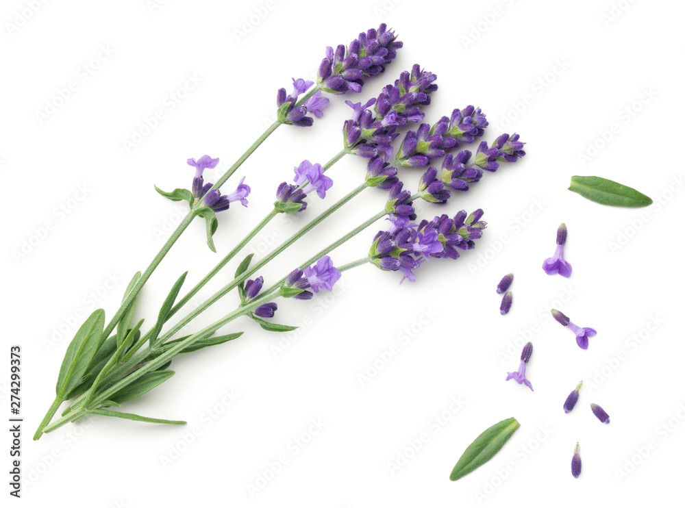 Lavender Flowers Isolated On White Background - obrazy, fototapety, plakaty 