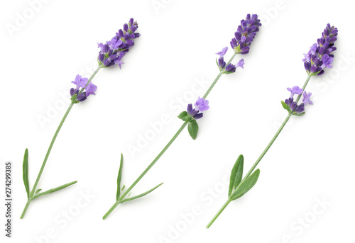 Fototapeta Naklejka Na Ścianę i Meble -  Lavender Flowers Isolated On White Background