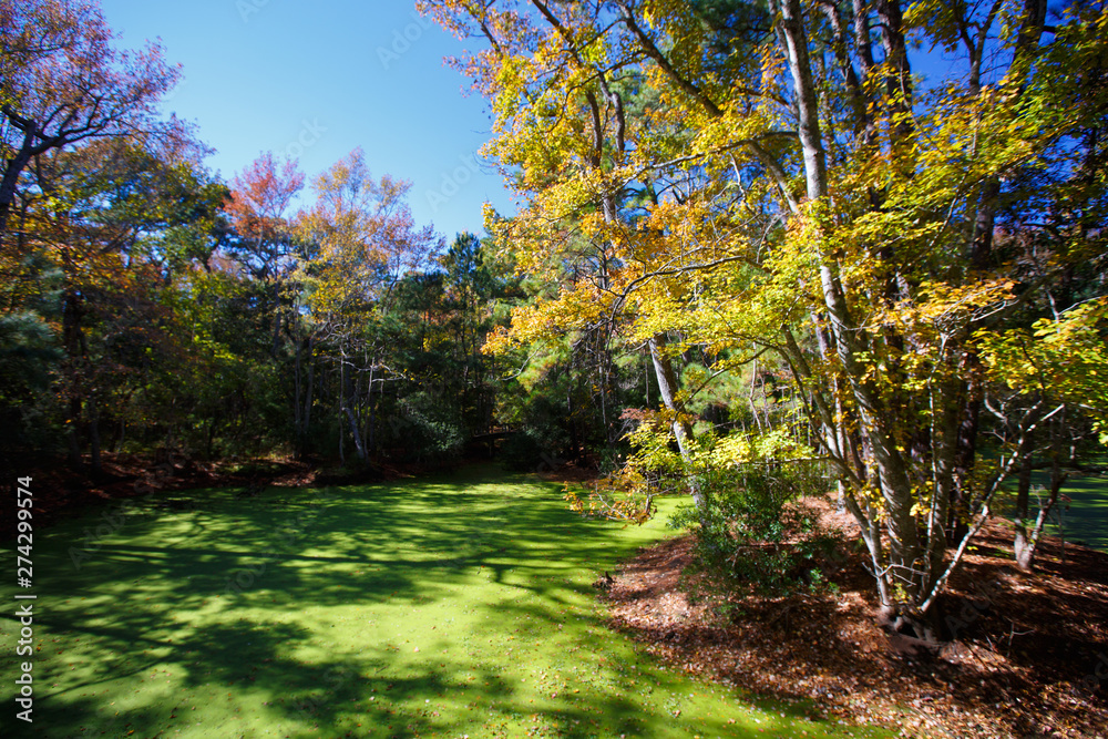 The view of the beautiful green ponds surrounding the Nags Head Woods Preserve Nature Center. Commonly confused with algae, the green color is actually the work of a small-leafed 1-2 cm aquatic plant called duckweed (Lemna) that thrives on a variety of freshwater ponds throughout the preserve. The view of the beautiful green ponds surrounding the Nags Head Woods Preserve Nature Center. Commonly confused with algae, the green color is actually the work of a small-leafed 1-2 cm aquatic plant called duckweed (Lemna) that thrives on a variety of freshwater ponds throughout the preserve.